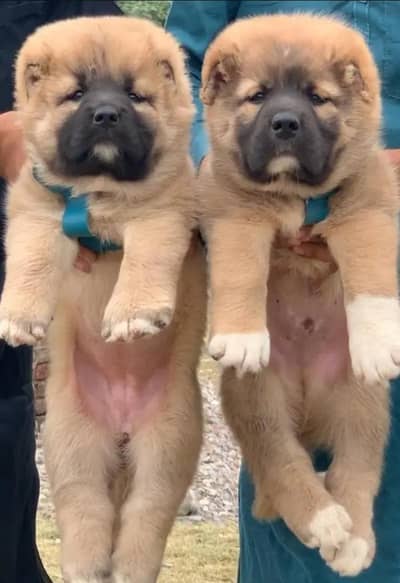 Turkish kangal pair dabal hadi Havey bone structure for sale security