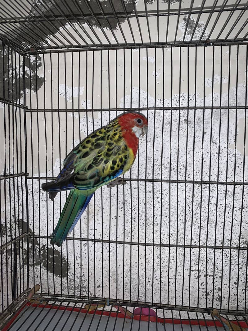Eastern Rosella 0
