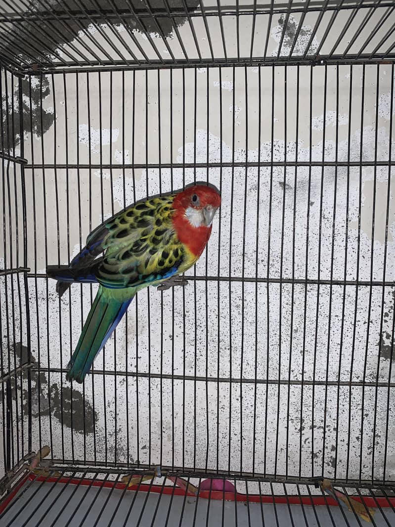 Eastern Rosella 1