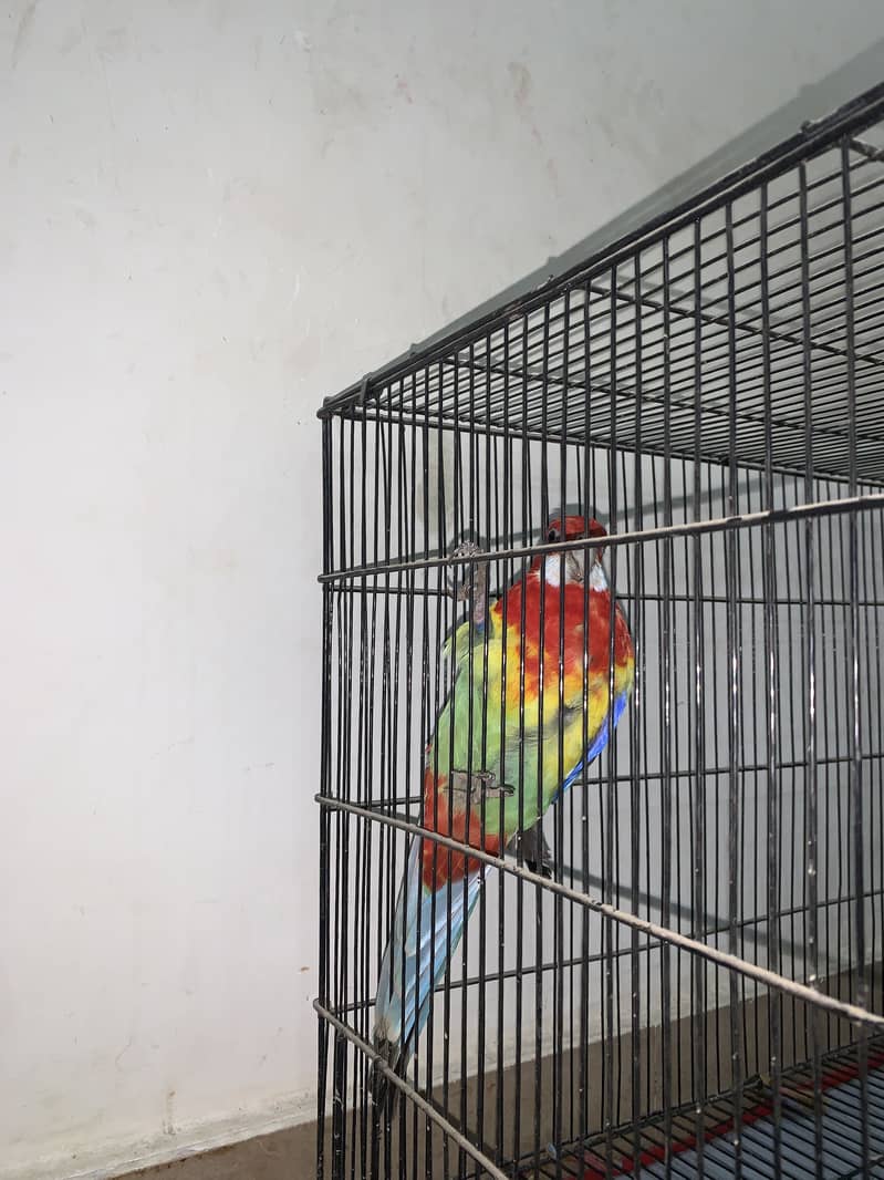 Eastern Rosella 2