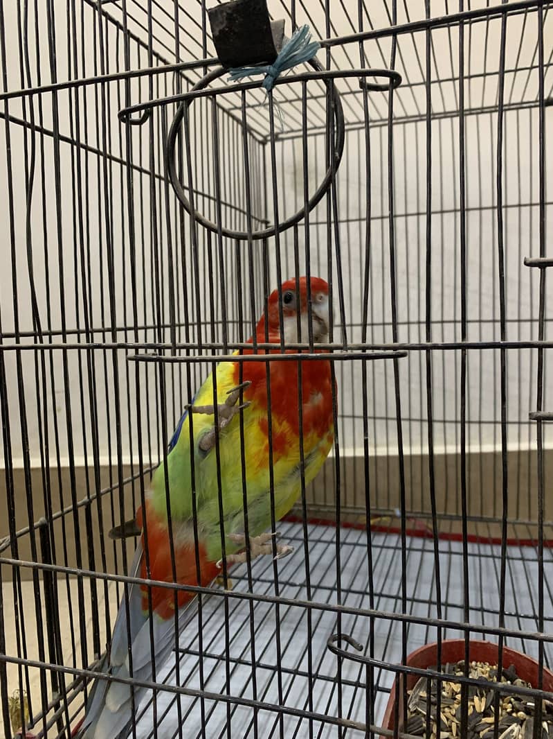 Eastern Rosella 3