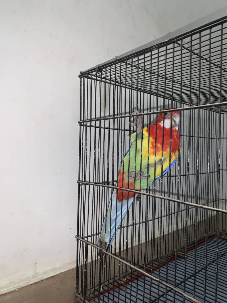 Eastern Rosella 4