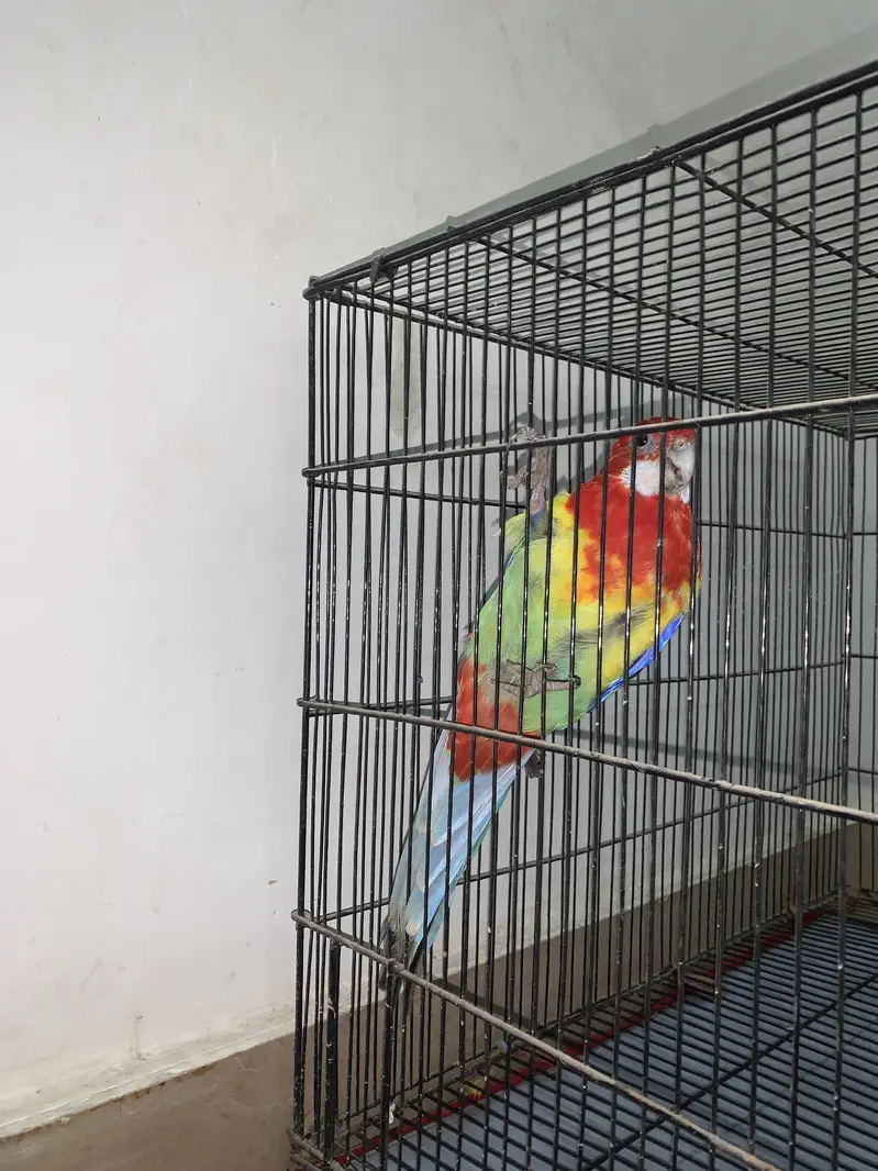 Eastern Rosella — photo 5
