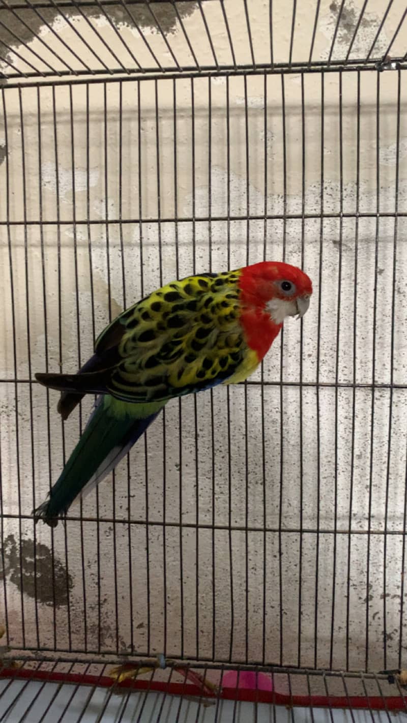 Eastern Rosella 5