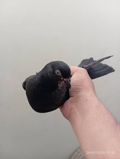 Highflyer Pigeons