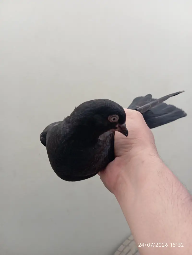 Highflyer Pigeons — photo 2