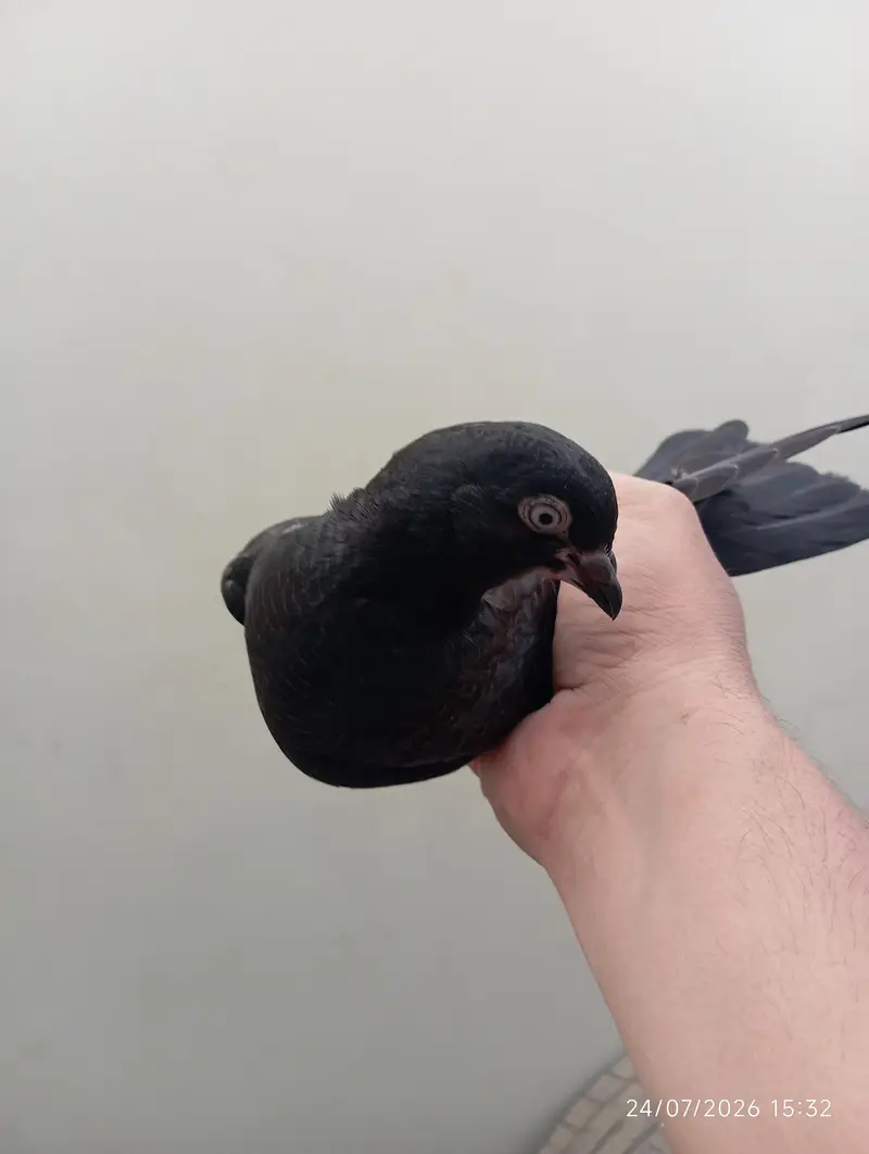 Highflyer Pigeons — photo 3