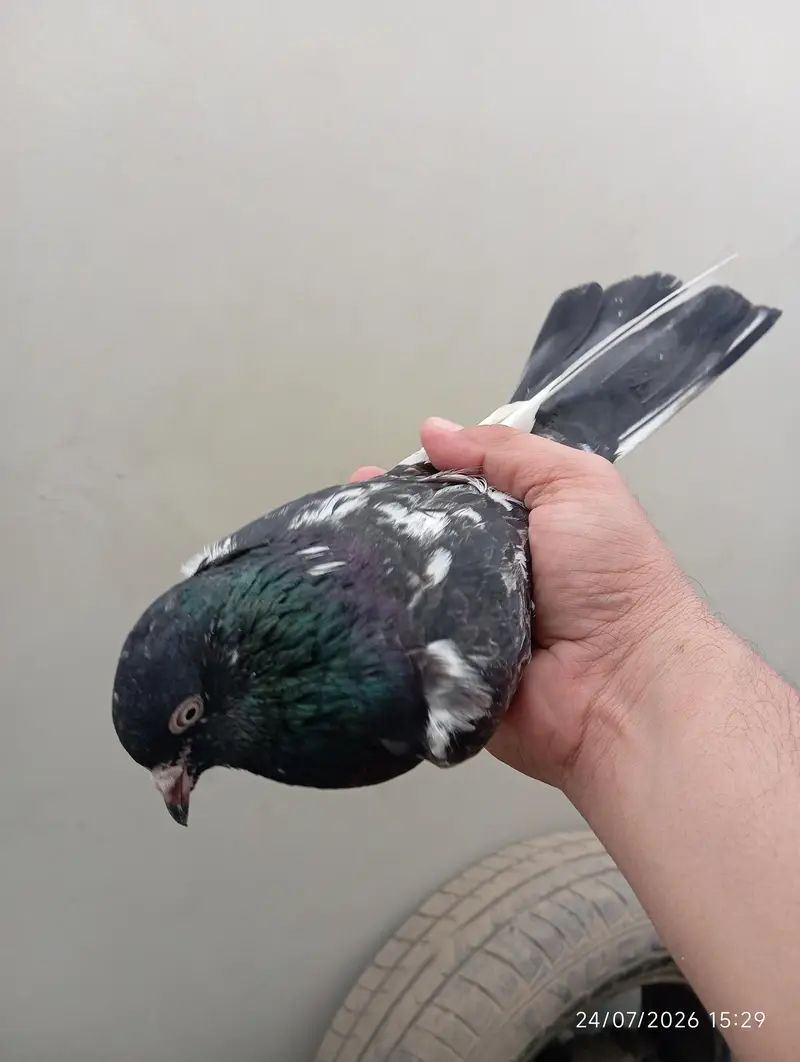 Highflyer Pigeons — photo 5