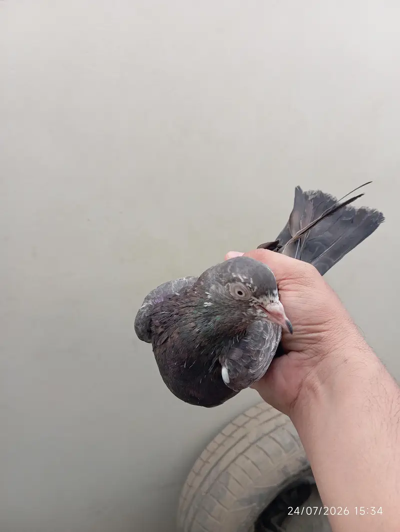 Highflyer Pigeons — photo 6