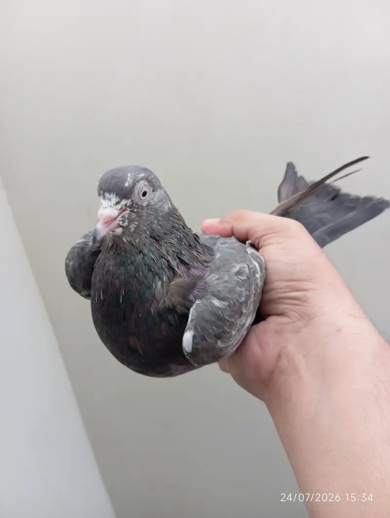 Highflyer Pigeons — photo 7