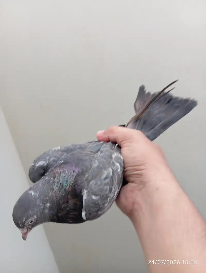 Highflyer Pigeons — photo 8
