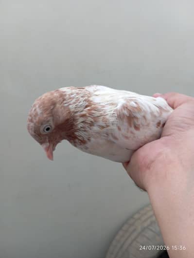 Highflyer Pigeons