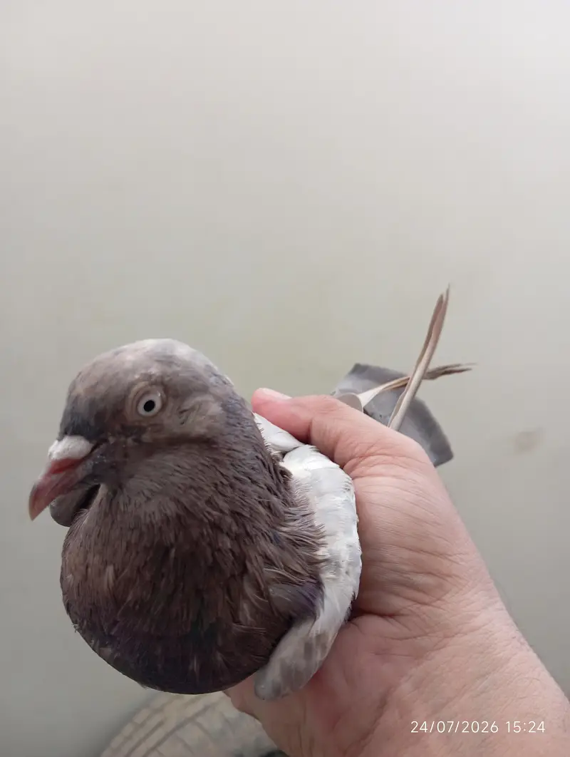 Highflyer Pigeons — photo 10