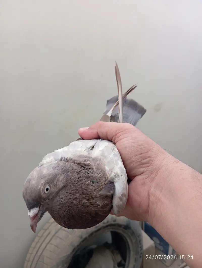 Highflyer Pigeons — photo 11