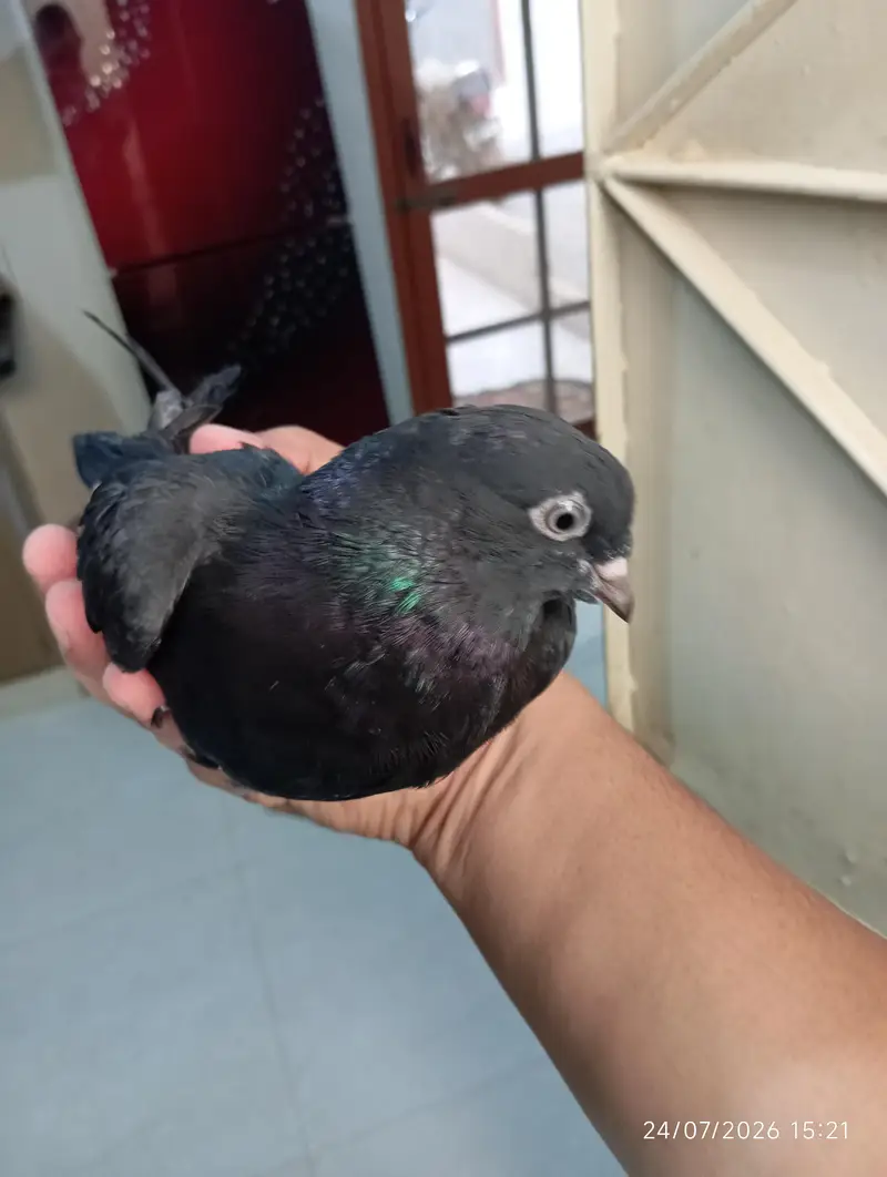 Highflyer Pigeons — photo 12