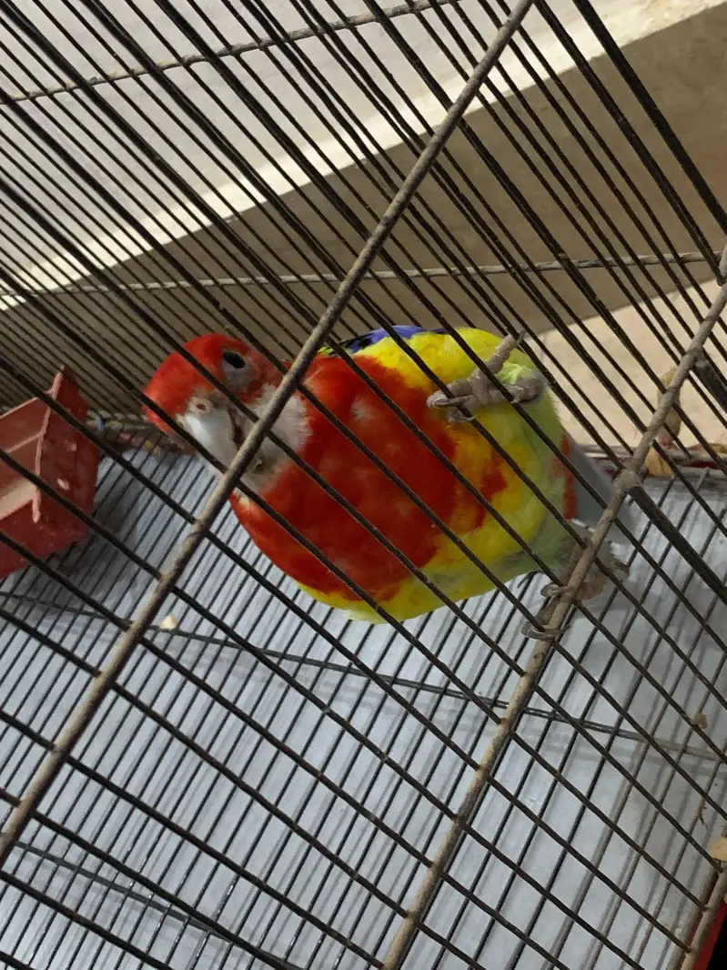 Eastern rosella parrot — photo 6