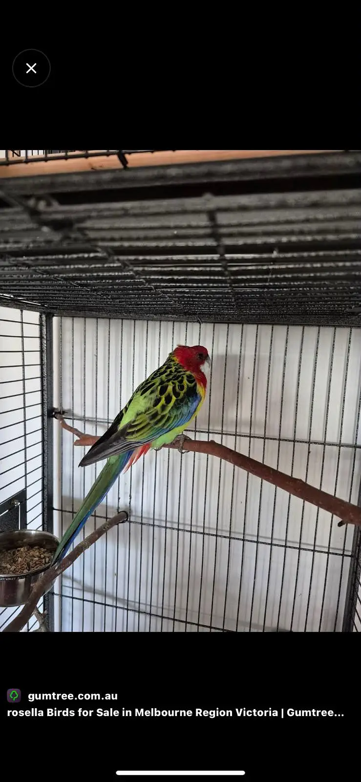 Eastern rosella parrot — photo 7