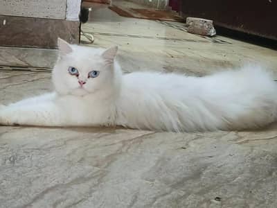 Triple coated vaccination done ( ice blue eyes)