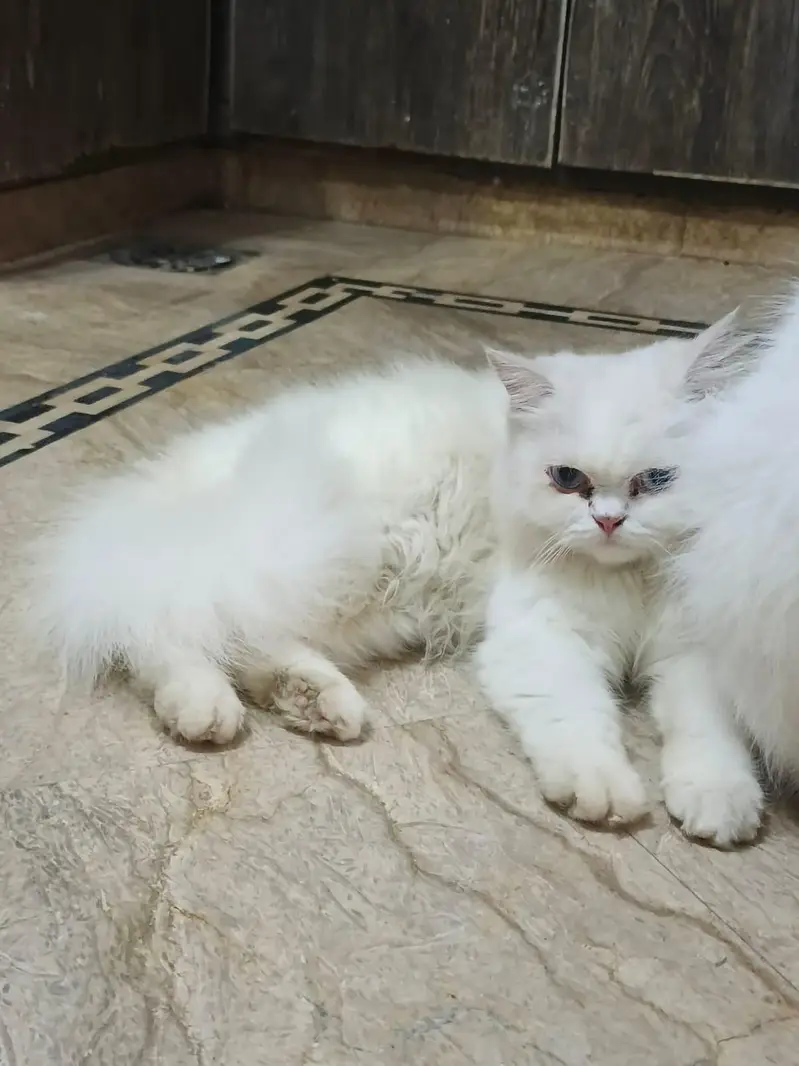 Triple coated vaccination done ( ice blue eyes) — photo 2