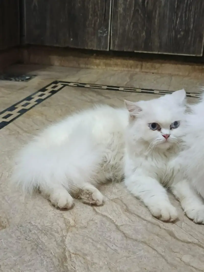 Triple coated vaccination done ( ice blue eyes) — photo 3