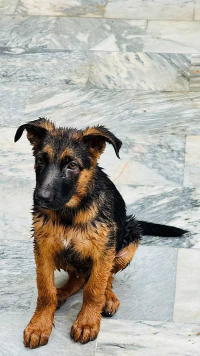 German shepherd work line female original breed