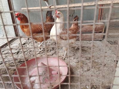 misri hens available egg laying since more than 6 months