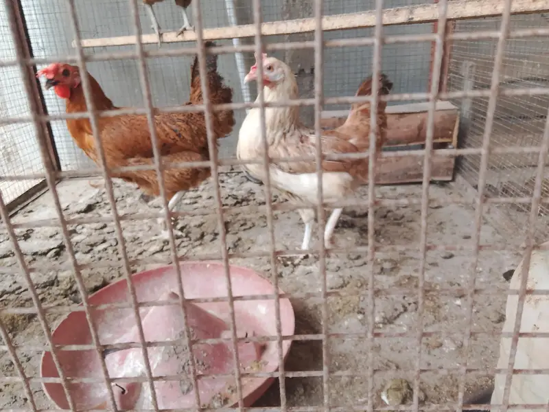 misri hens available egg laying since more than 6 months — photo 2