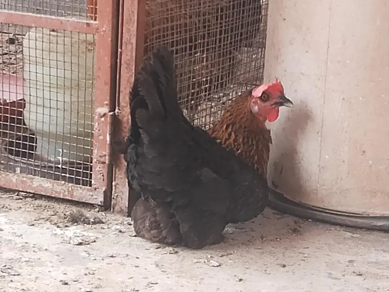 misri hens available egg laying since more than 6 months — photo 3