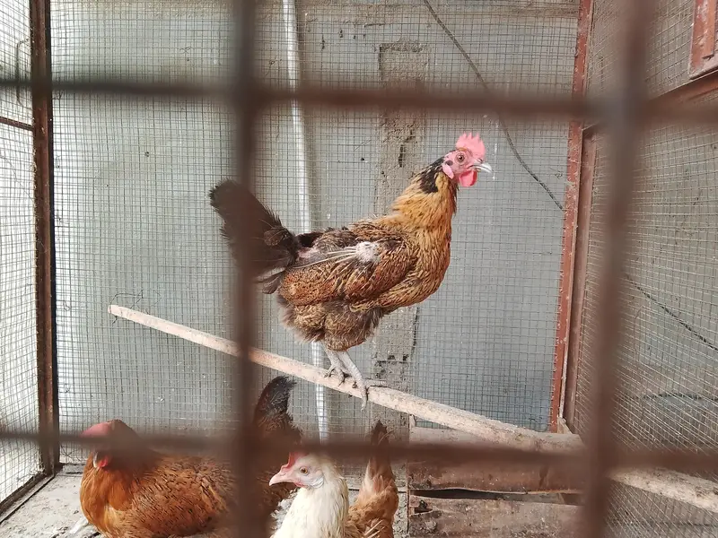 misri hens available egg laying since more than 6 months — photo 4