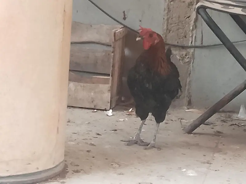 misri hens available egg laying since more than 6 months — photo 5