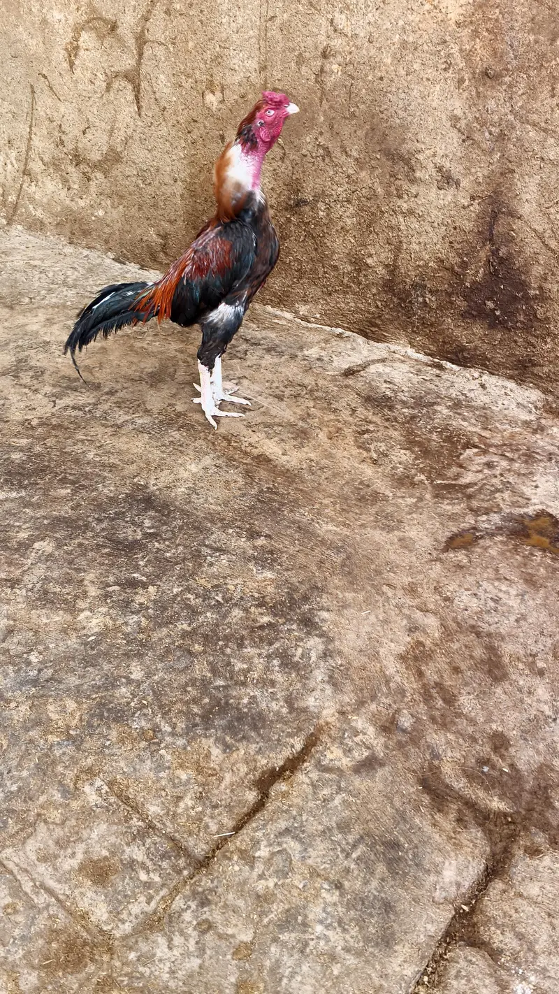 Mianwali aseel murgha — photo 3