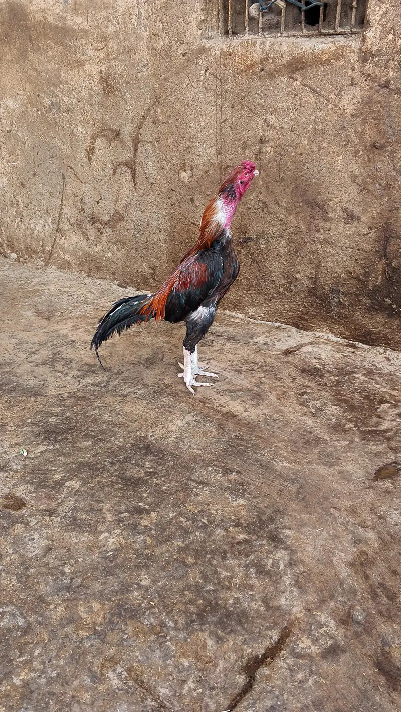 Mianwali aseel murgha — photo 4