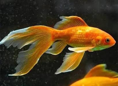 Fish and fish aquarium wholesale price