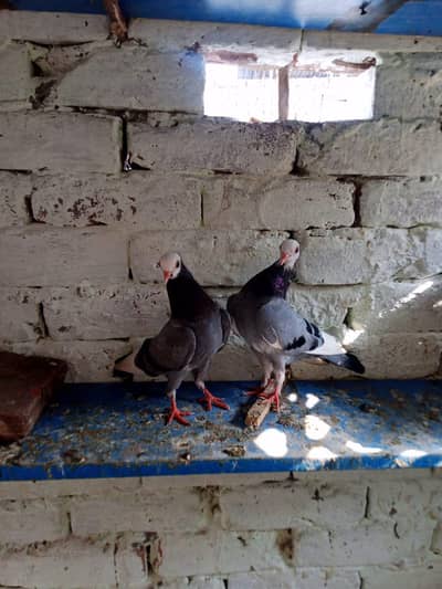 German Mukhi  pair  top  quality