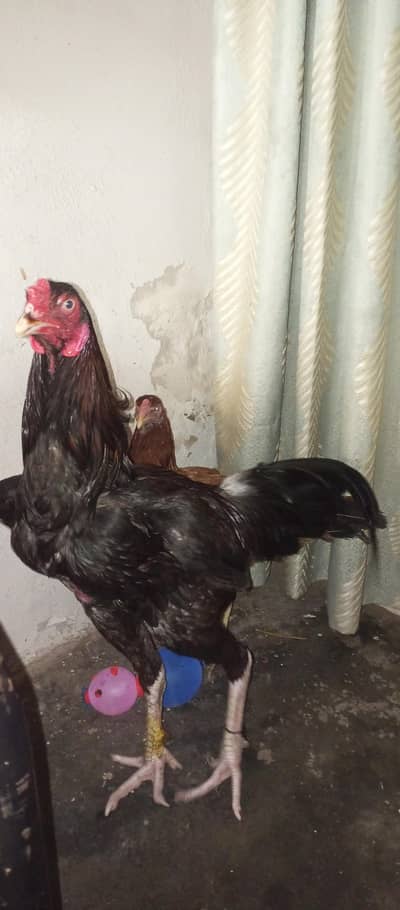 mianwali high quality breed Aseel