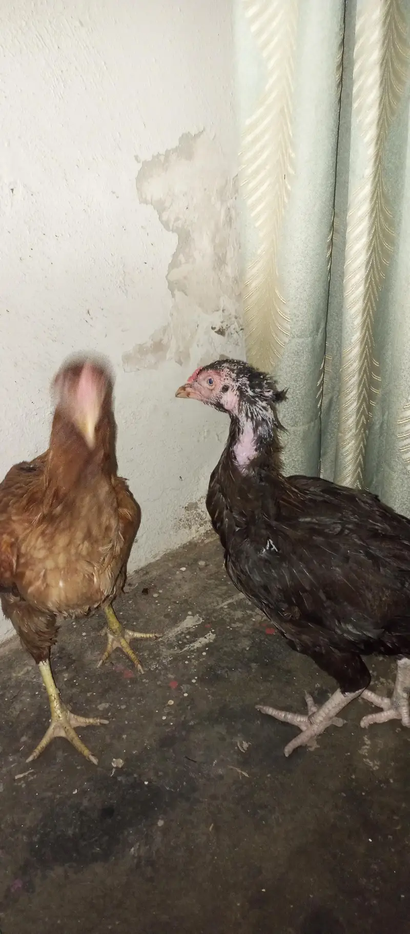 mianwali high quality breed Aseel — photo 3