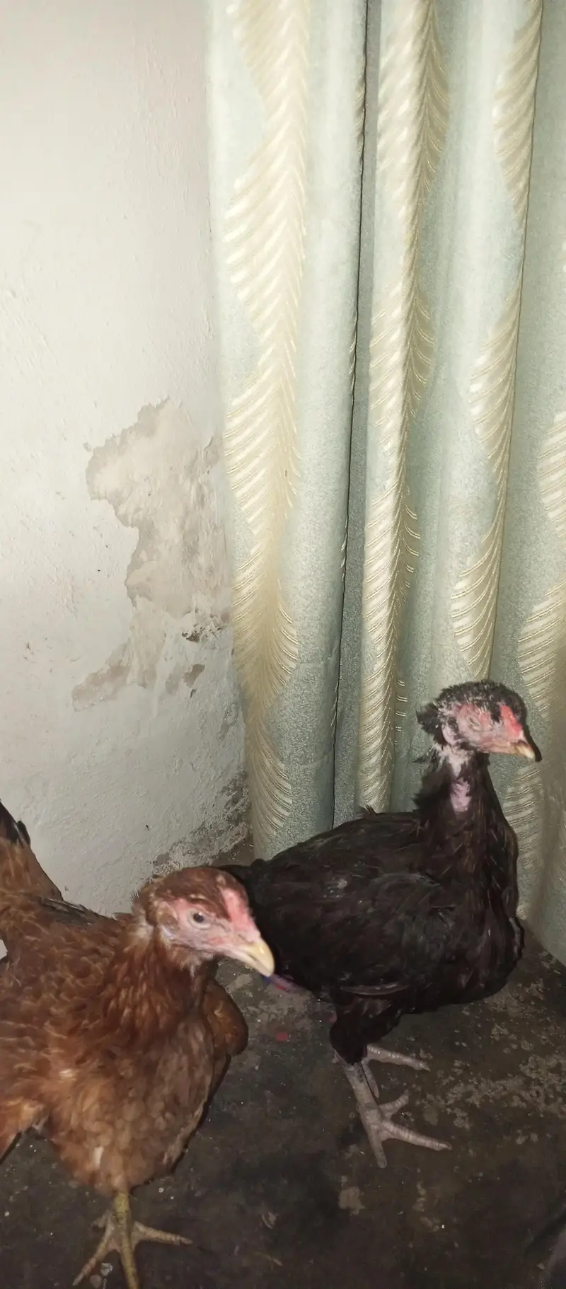 mianwali high quality breed Aseel — photo 4