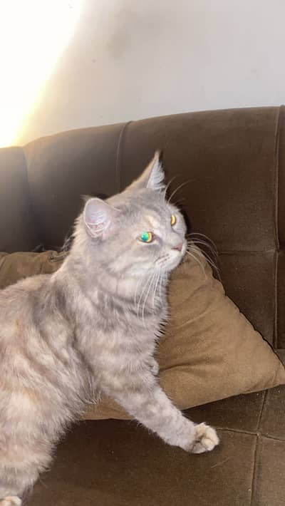 siberian female cat litter trained well mannered