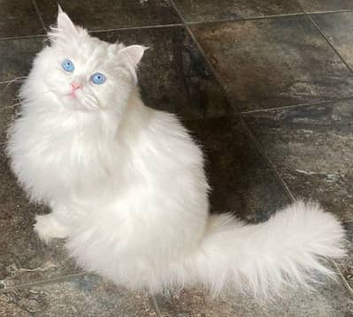cat for sale