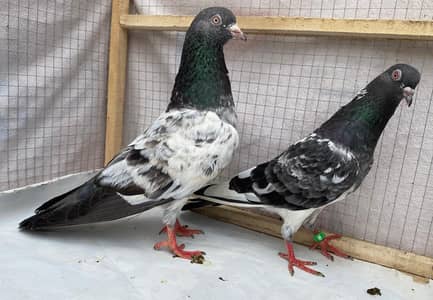 kamger bredr pair