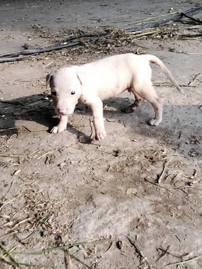 Bully Small Dogs