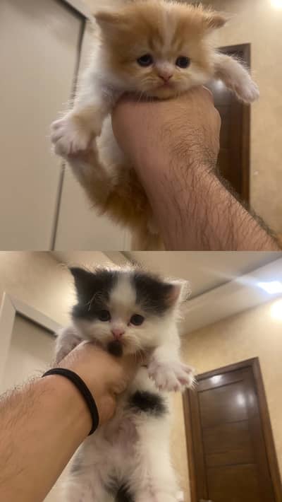 Persian kitten bi colour