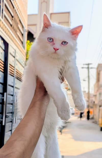 cat for sale