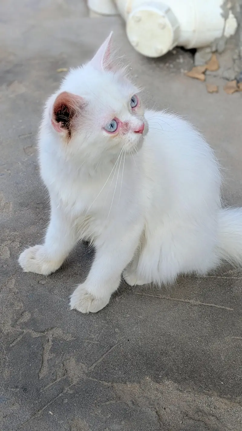 cat for sale — photo 2