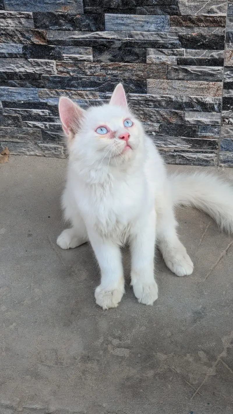 cat for sale — photo 3