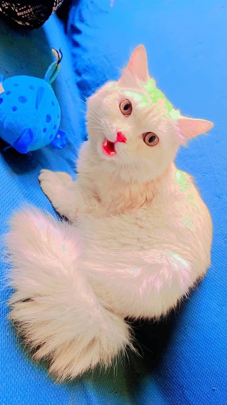 Tiger cat 0