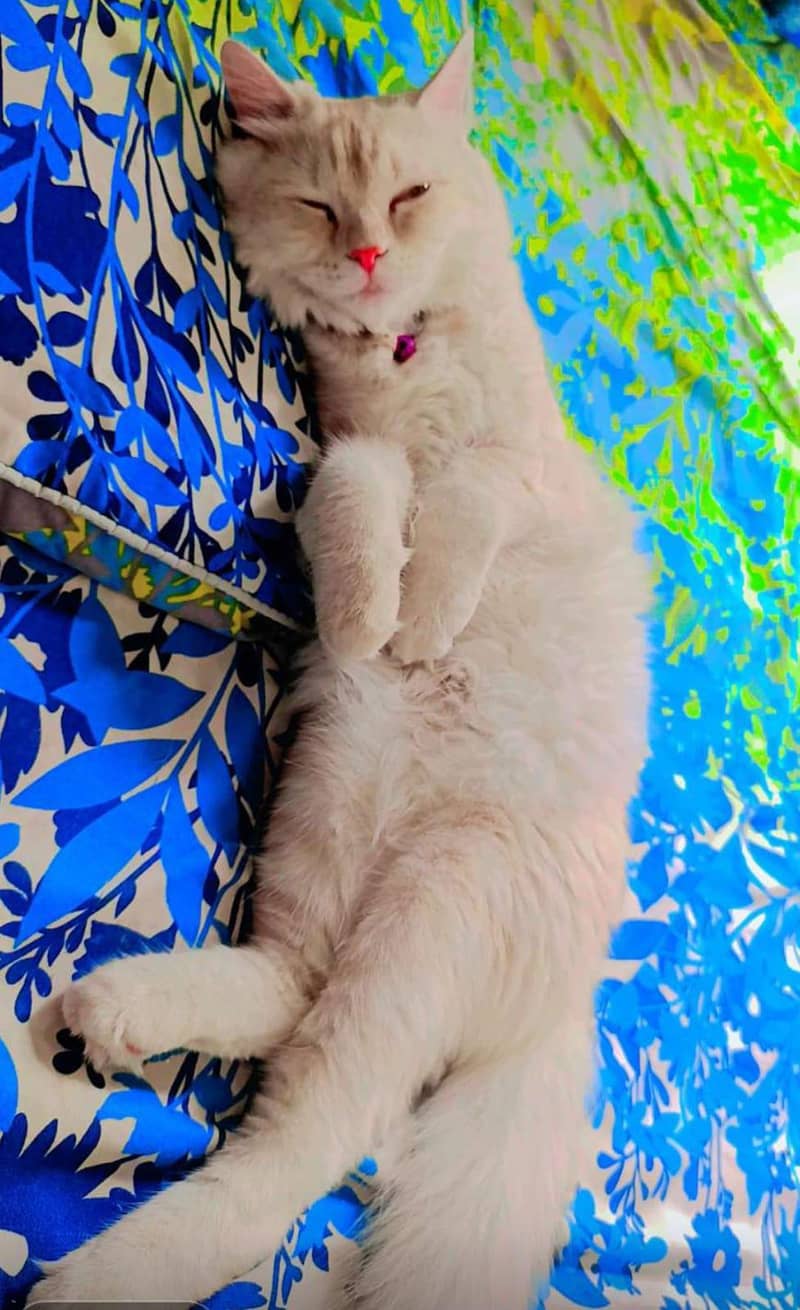Tiger cat 1