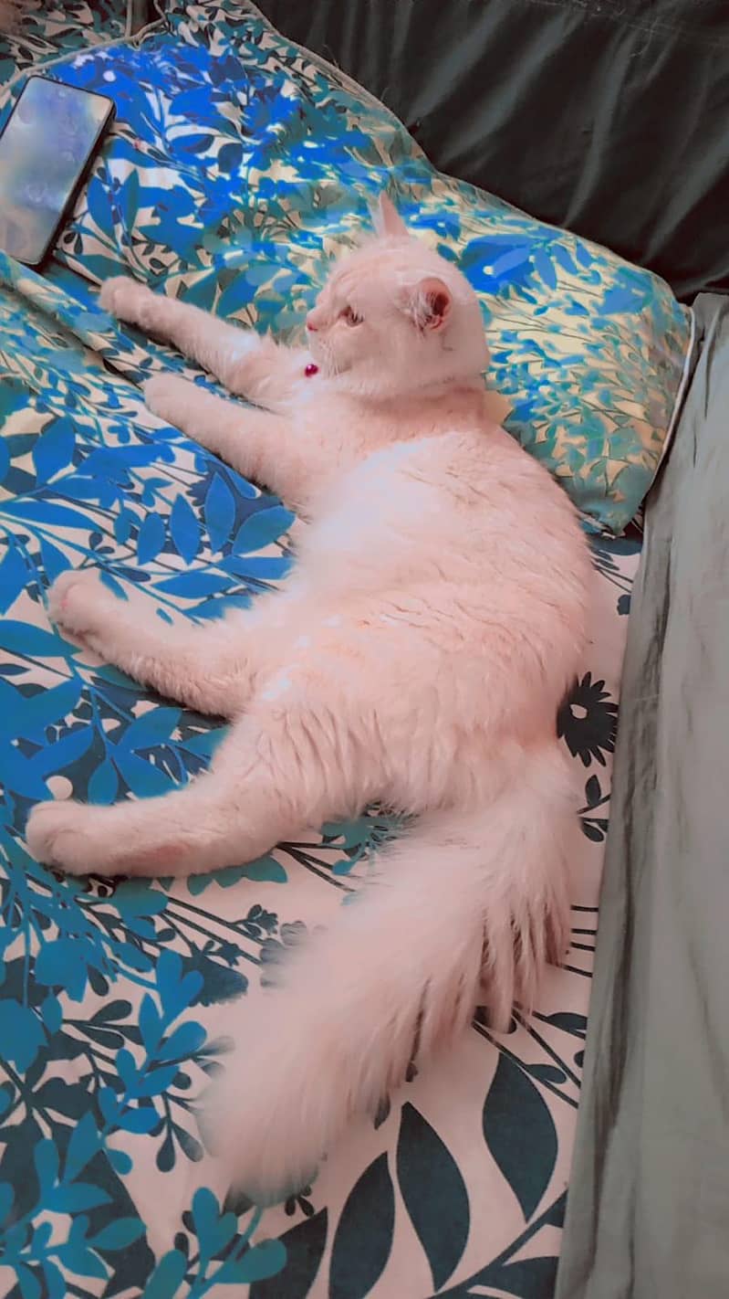 Tiger cat 2