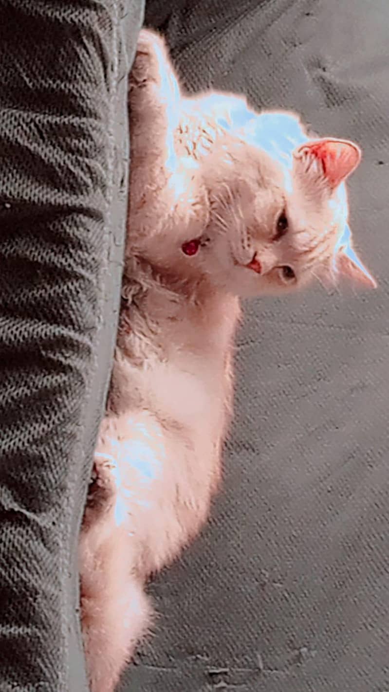 Tiger cat 3