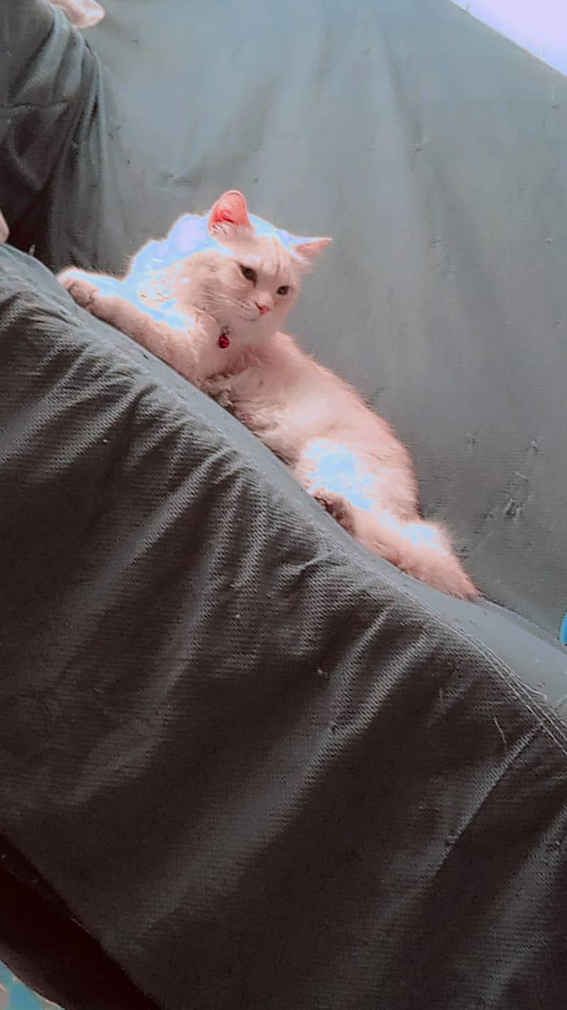 Tiger cat 4